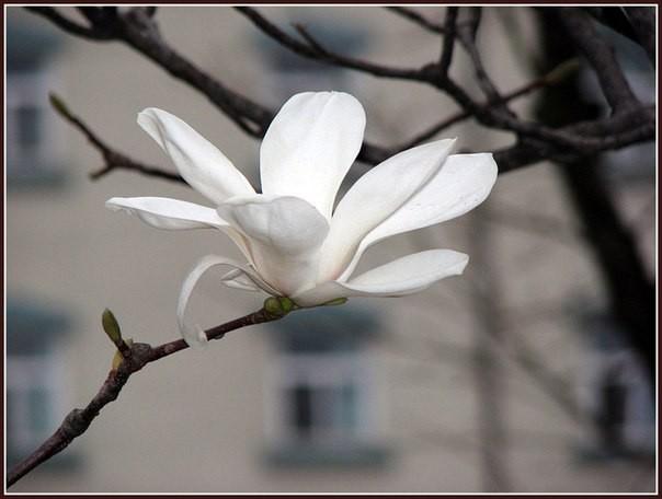 Московская весна