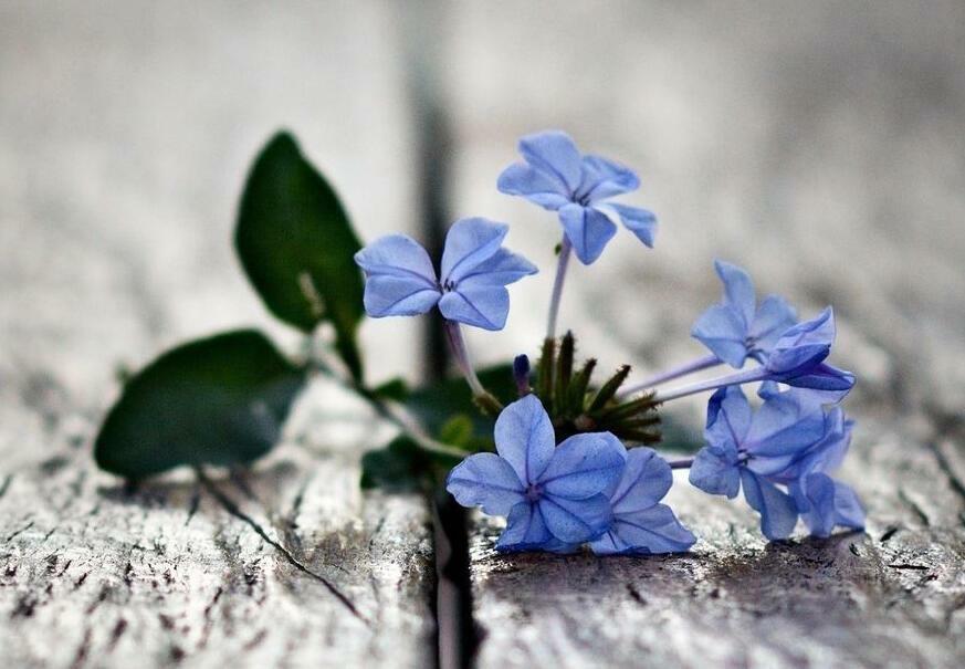 ПОЭТУ ИППОЛИТУ К СТИХУ "О ПРОЩЕНИИ"