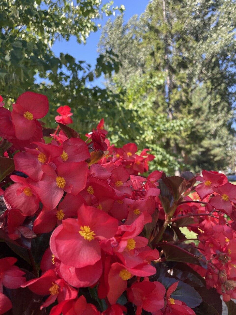 С любовью радость миром правит