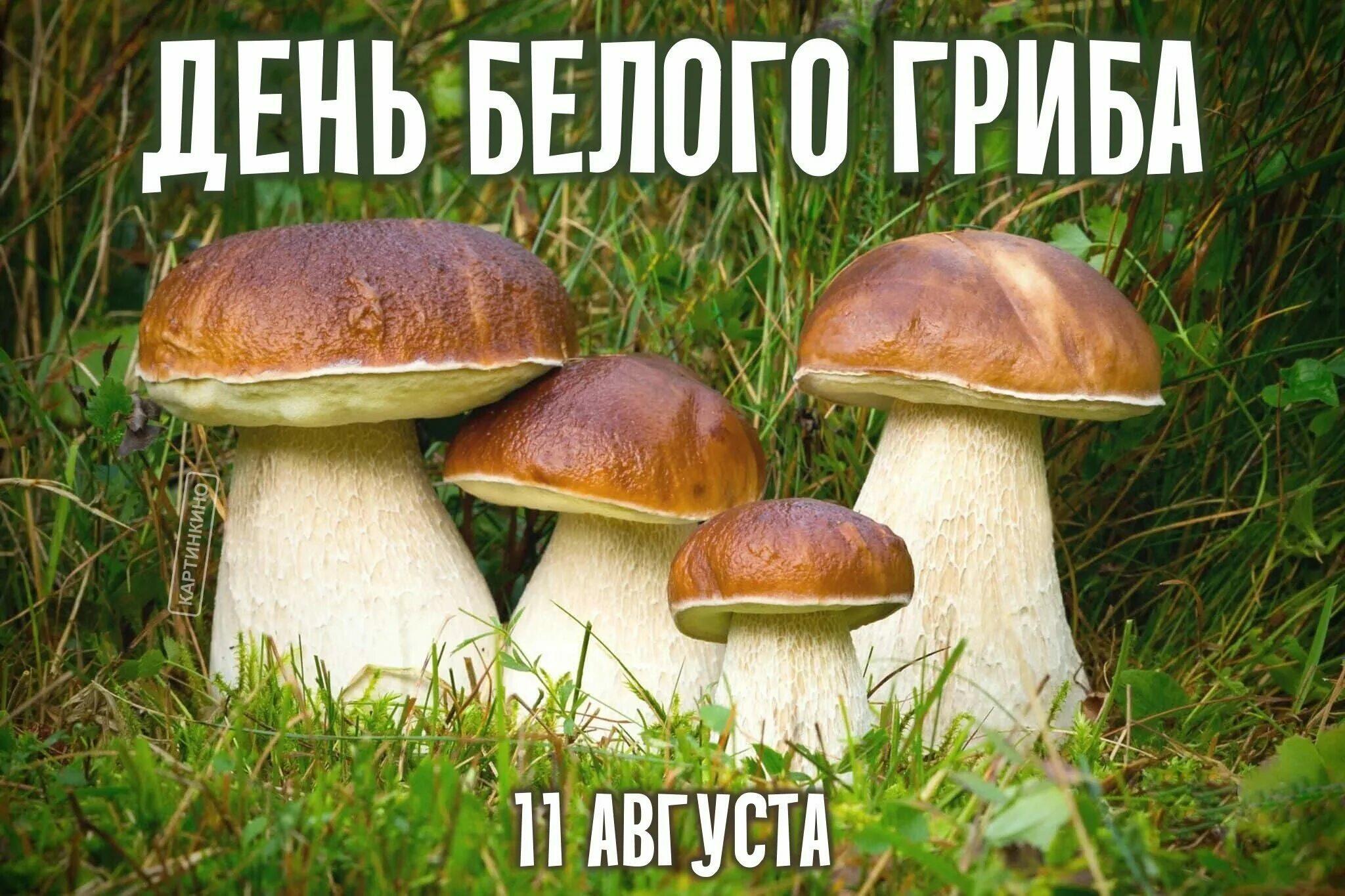 ДЕНЬ  БЕЛОГО  ГРИБА