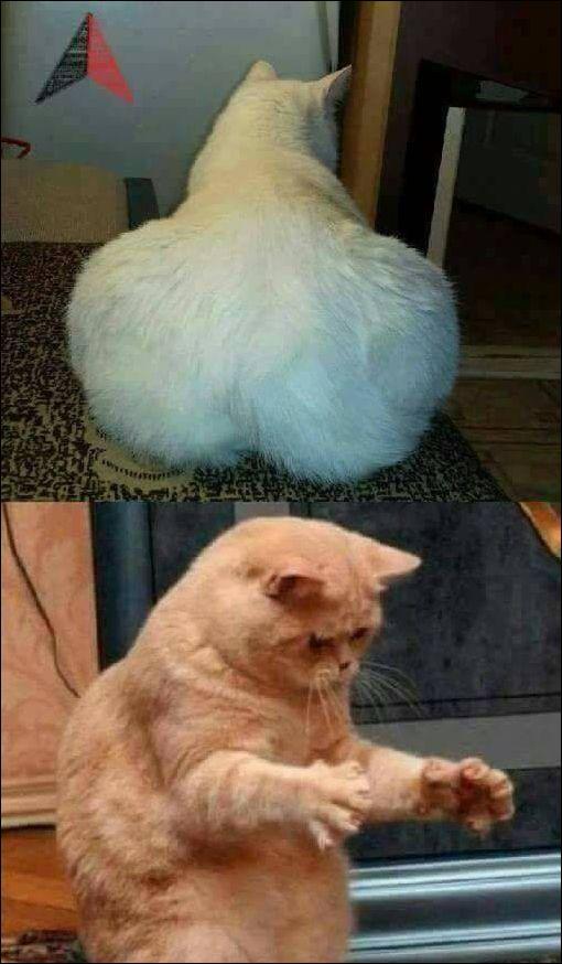 СОИЗМЕРЕНИЕ - (фото приколы)