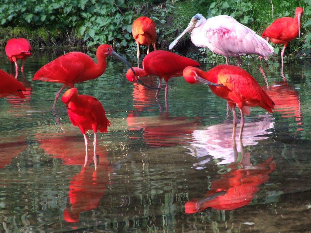 Красный ибис