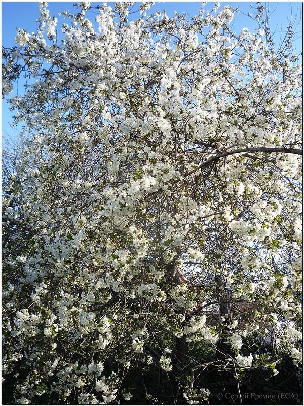 КАК ПРЕКРАСЕН КРАЙ РОДНОЙ!