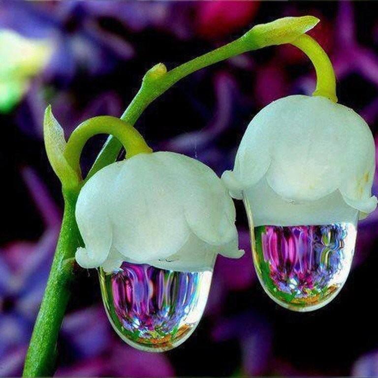 А в воздухе Весна витала!