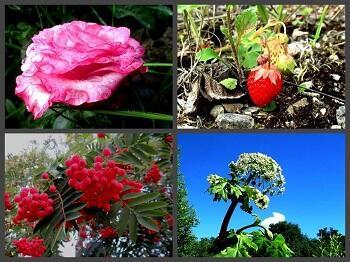 Природа дивная, тебя не раз воспели... /коротыш/