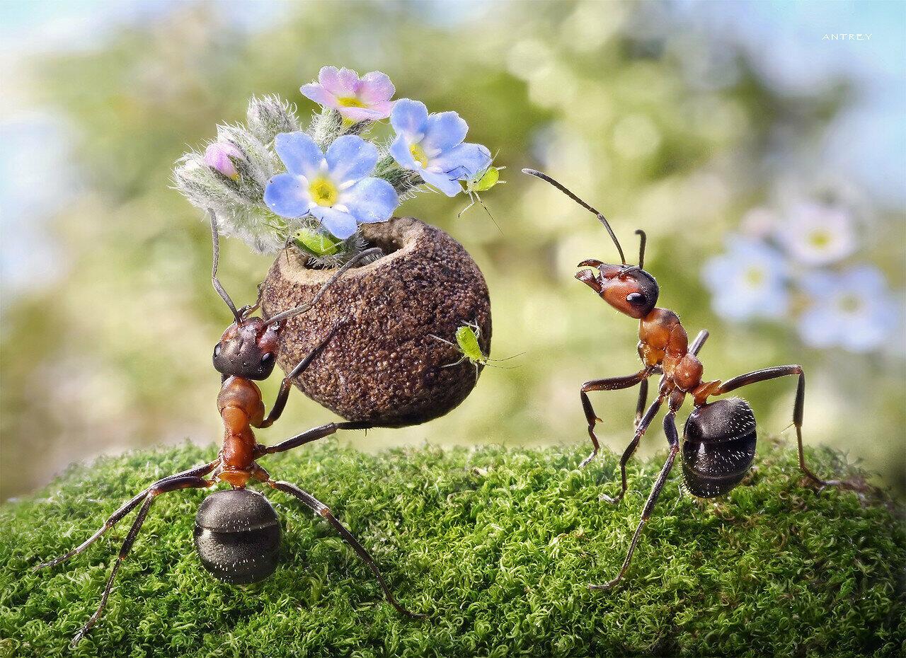 Андрей Павлов фотограф муравьи