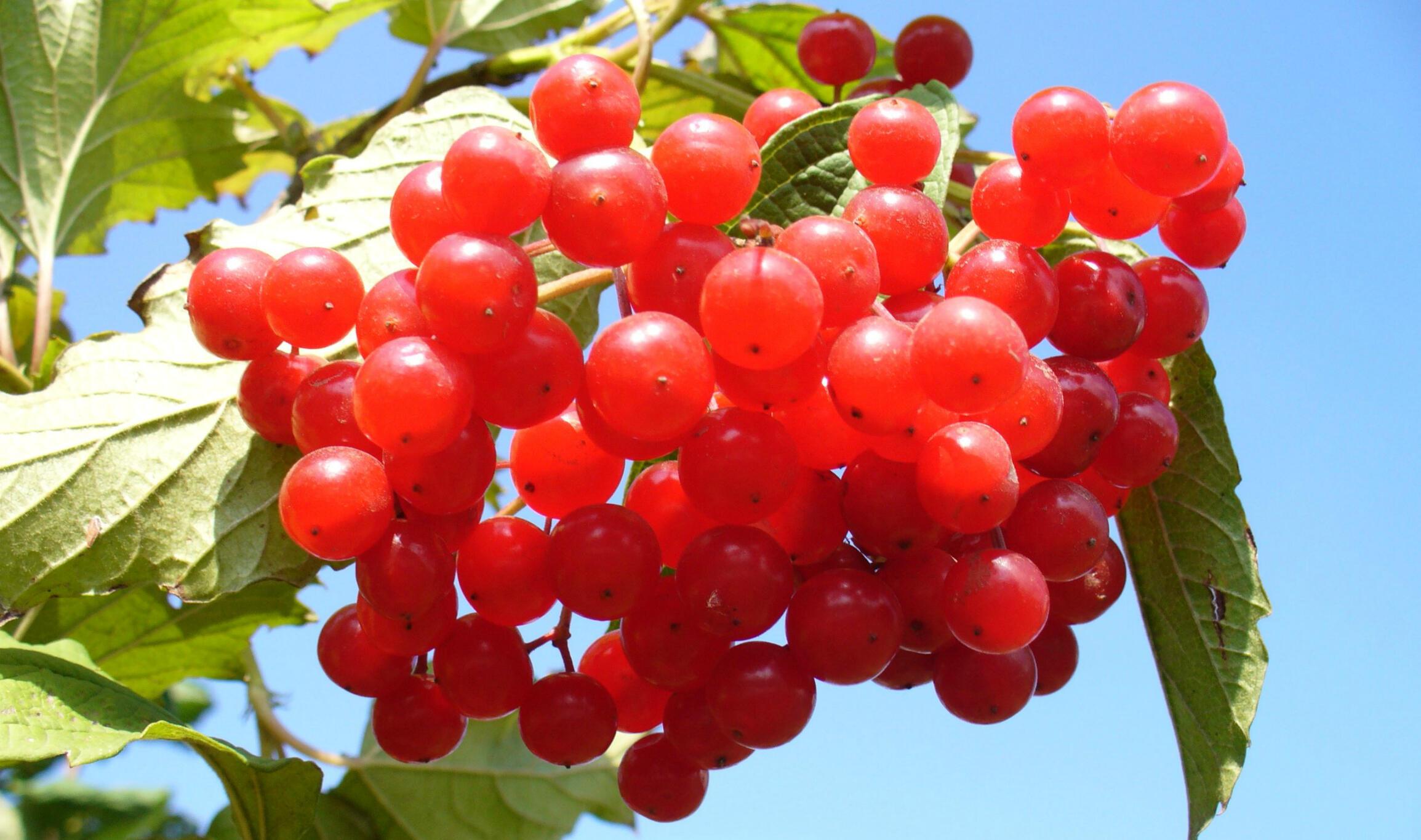 Калина viburnum