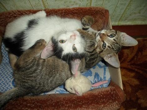 КОШЕЧКИ-ПОМОЩНИЦЫ.