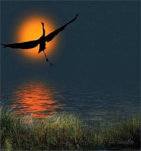 Хокку (Журавль)