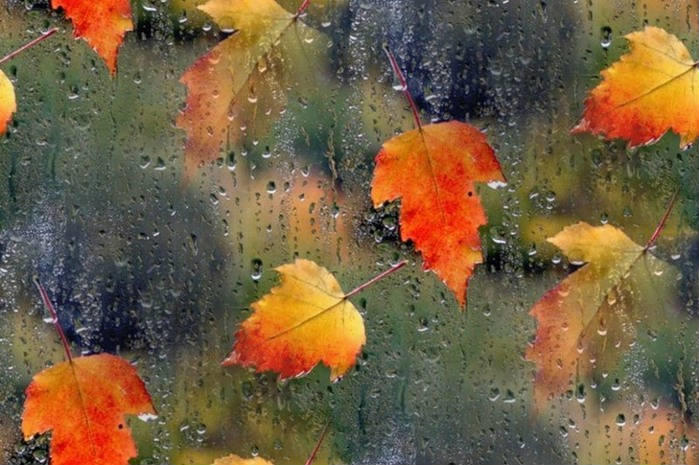 НЕ ВИНОВАТА