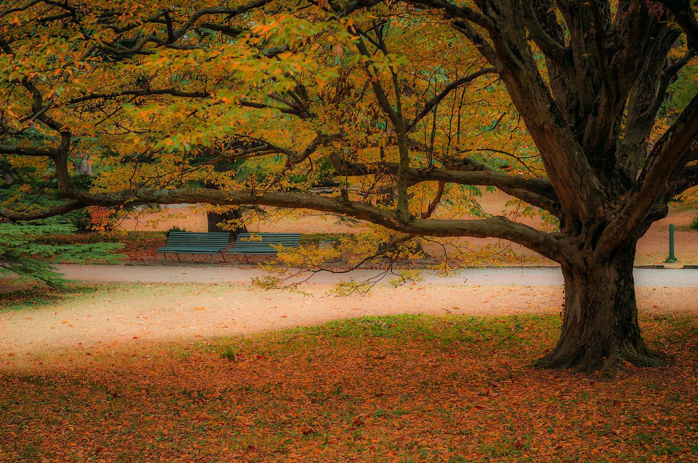 Бывал я в парке осенью когда-то...