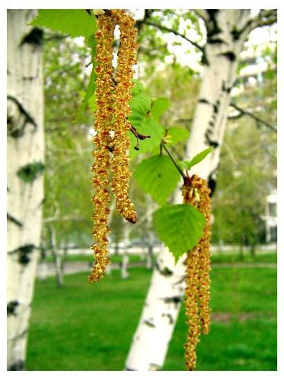 Русские березки