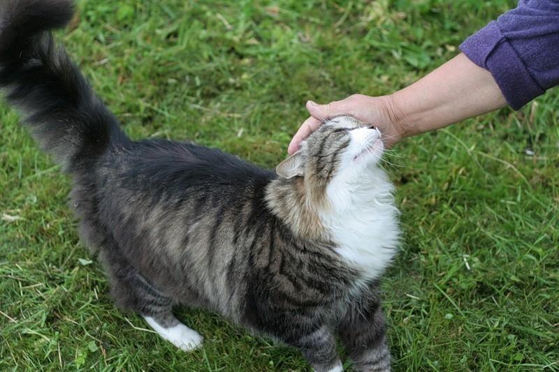 ВЕРЯТ ЛЕСТИ