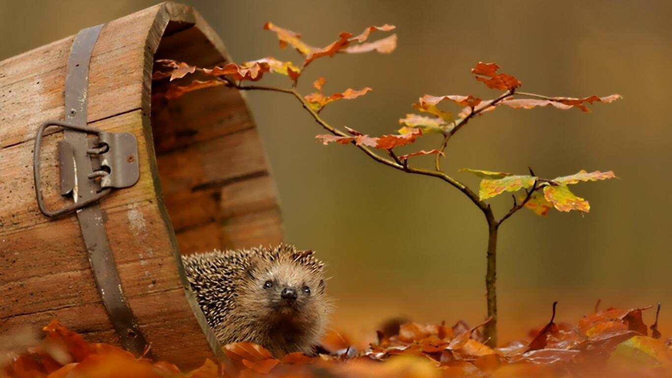 Ноябрьский синдром