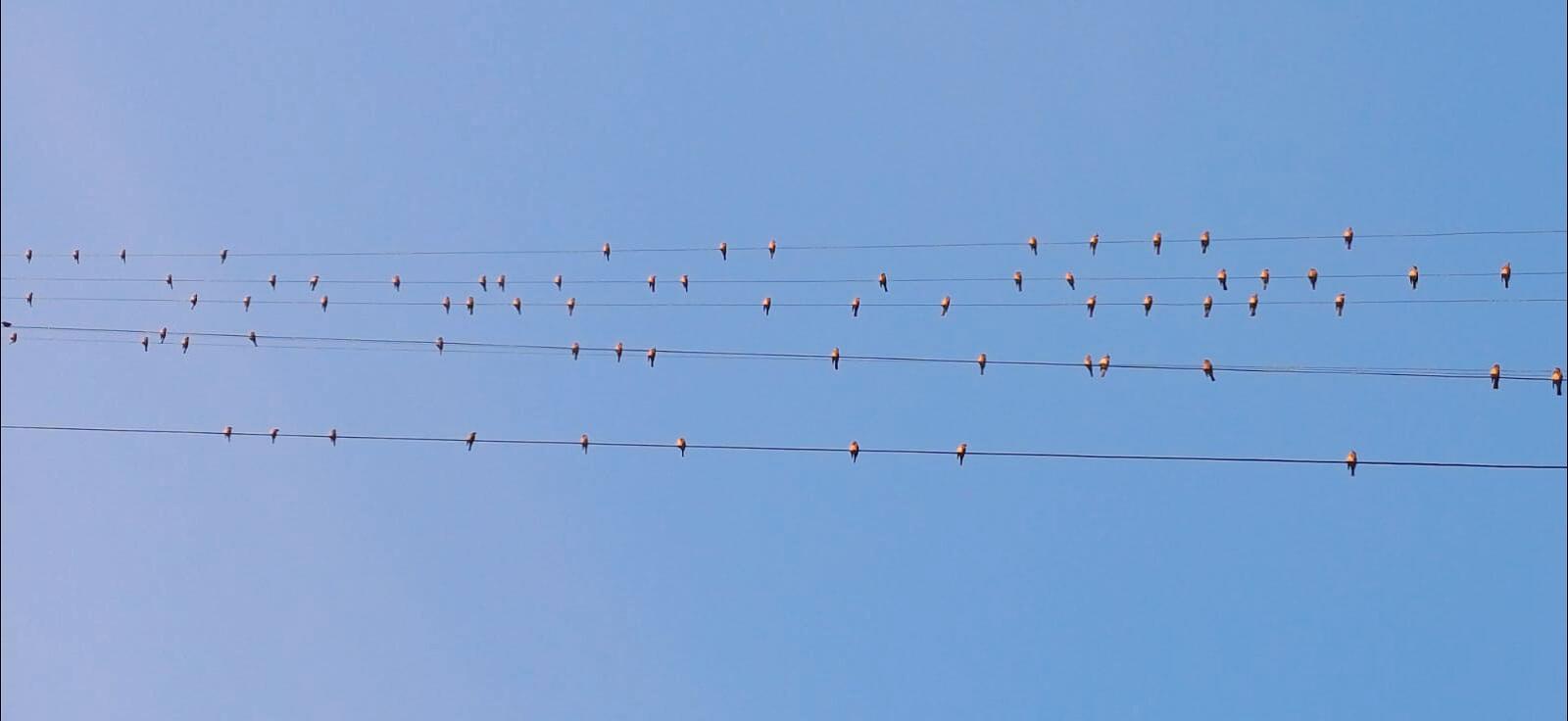 Птичьи ноты