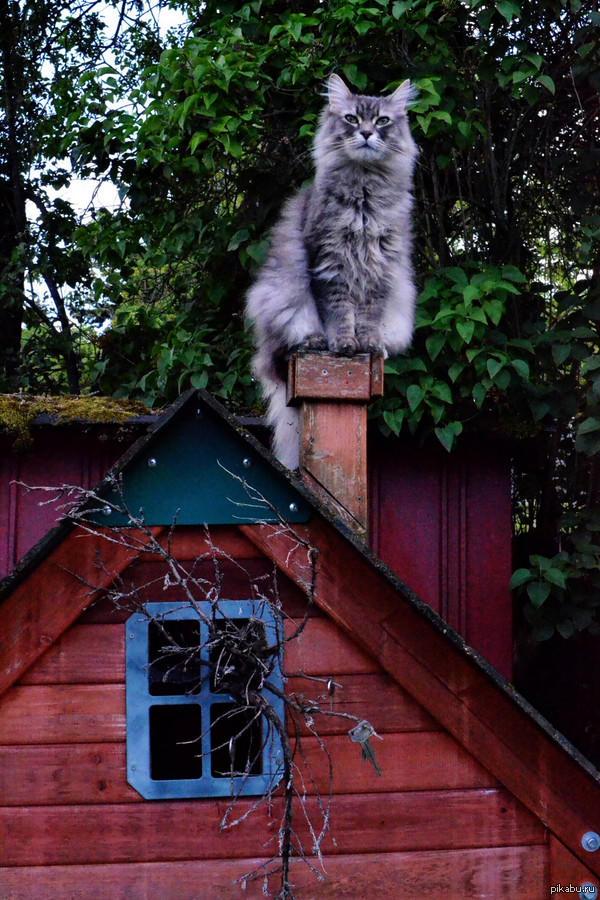 Понемножку о кошках. Рассказка №1. Кавказская сторожевая.