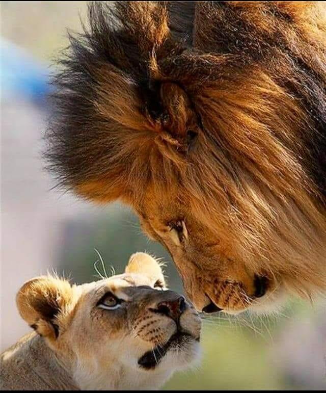 О Льве и Королеве зверей!