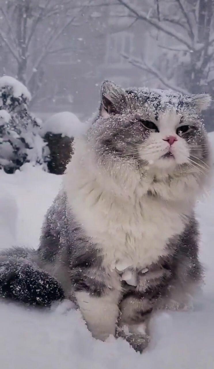 Котик-Зима
