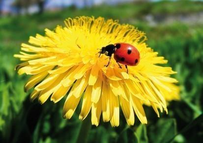 Ботанический дневник