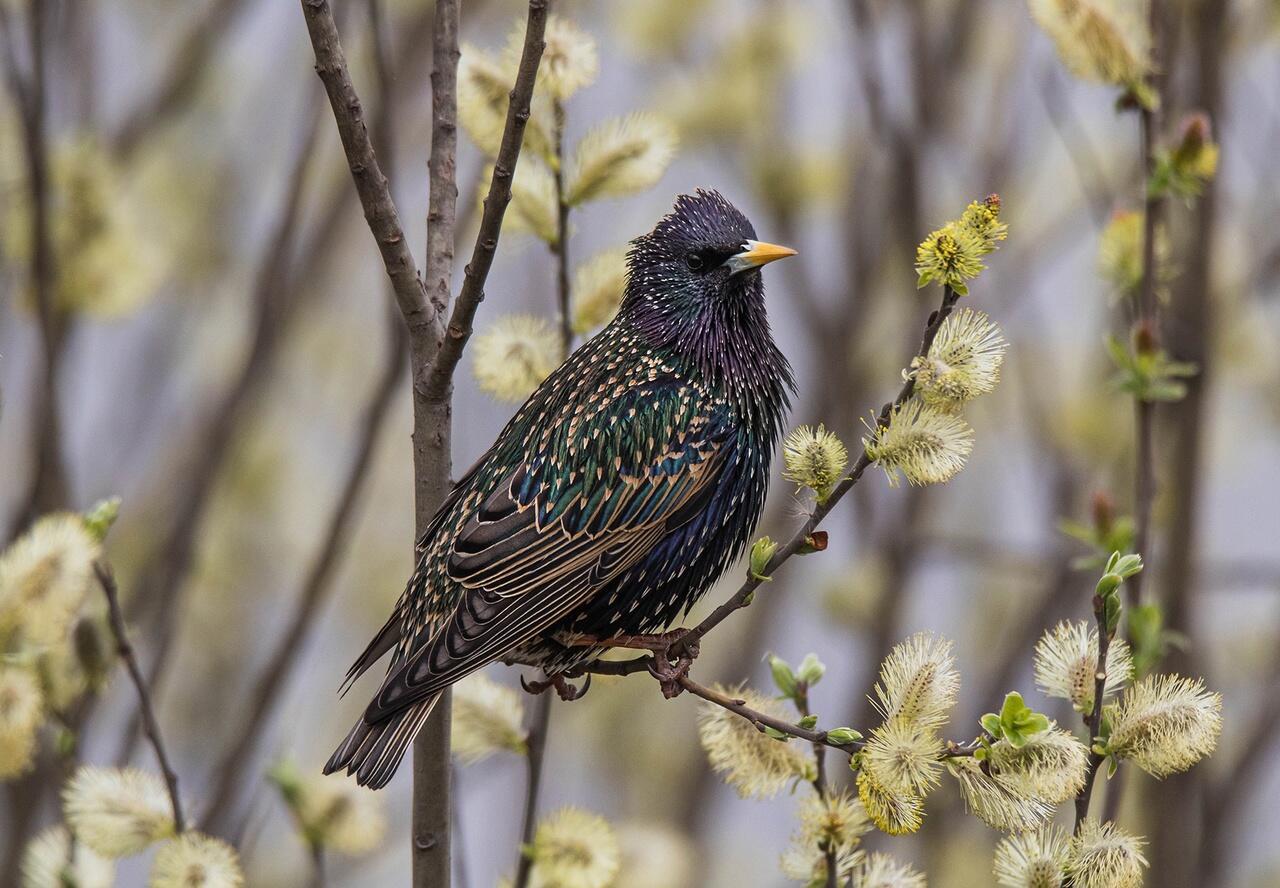 Вчера напелись