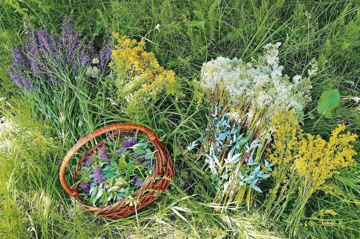 СПАСИБО ТРАВНИКУ