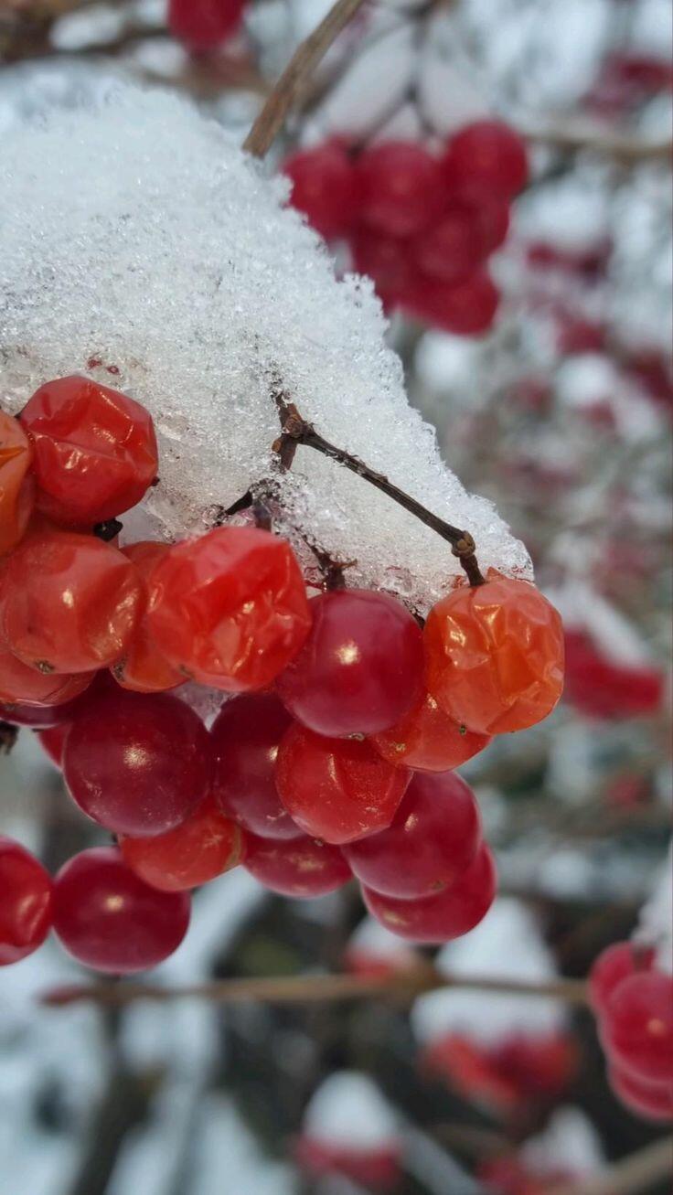 Ещё раз о калине