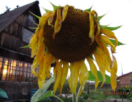 «ОСЕНЬ», НАЗЫВАЕТСЯ…