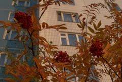 ОСЕНЬ ЗА ОКНОМ .