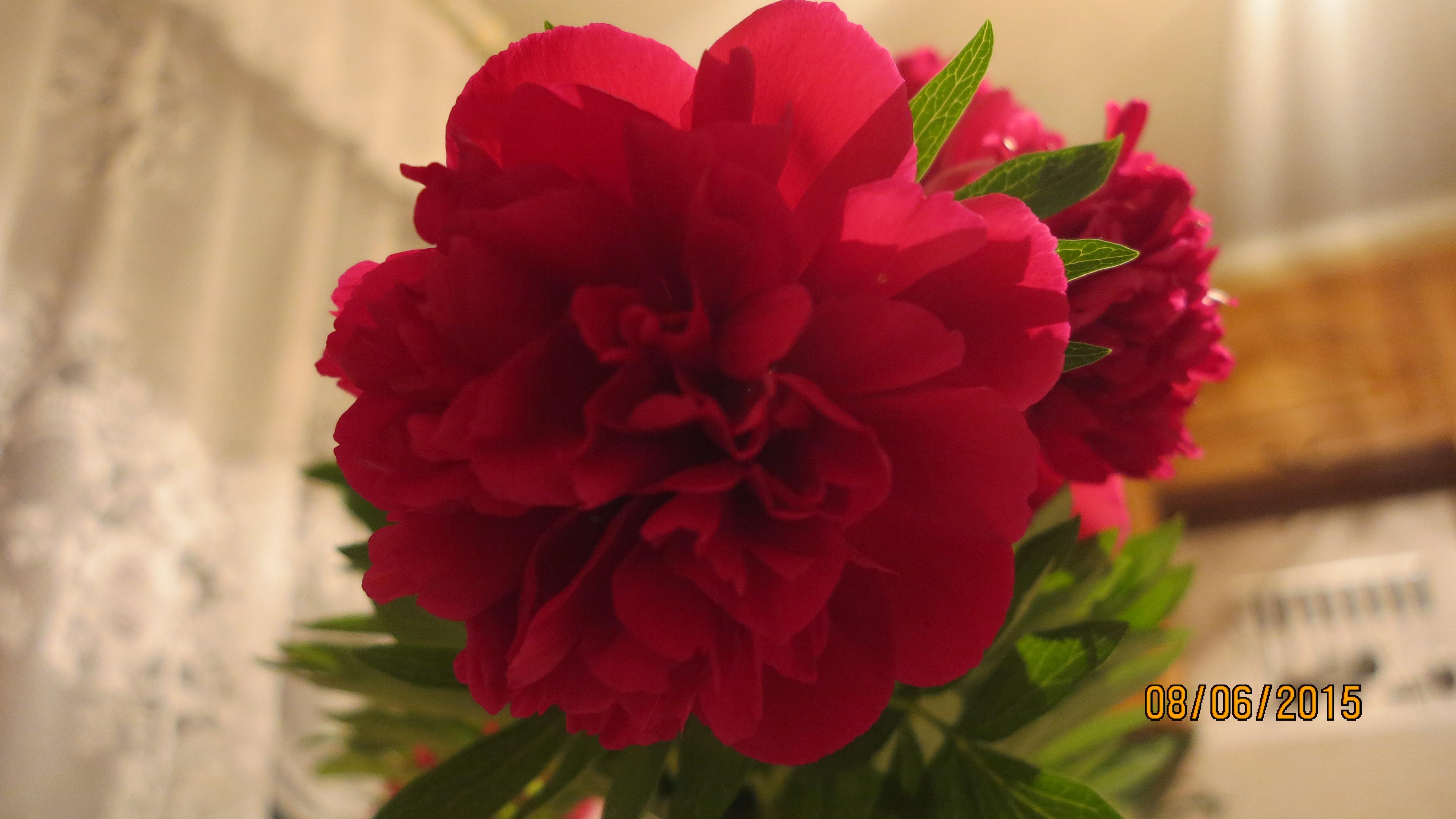 ЦВЕТЫ ПЕЧАЛИ