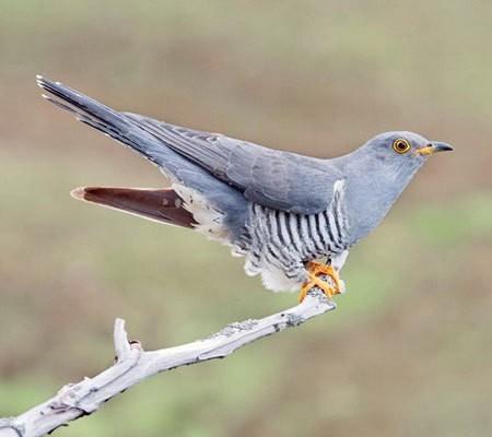 О, КУКУШЕЧКА- КУКУШКА