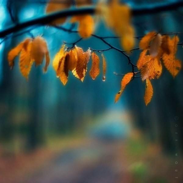 А душа моя здесь, среди сосен