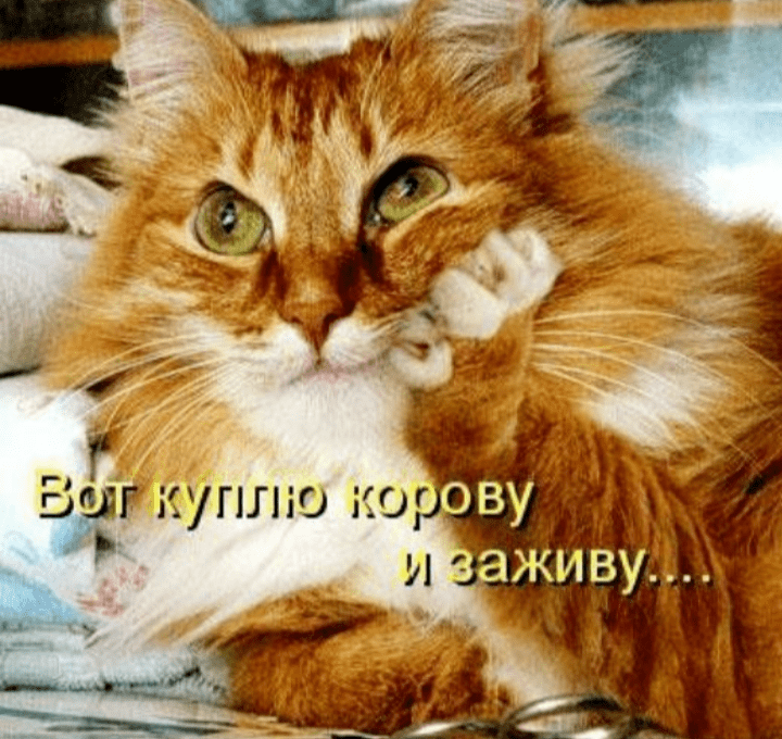 РЫЖИЕ  ЗАБОТЫ