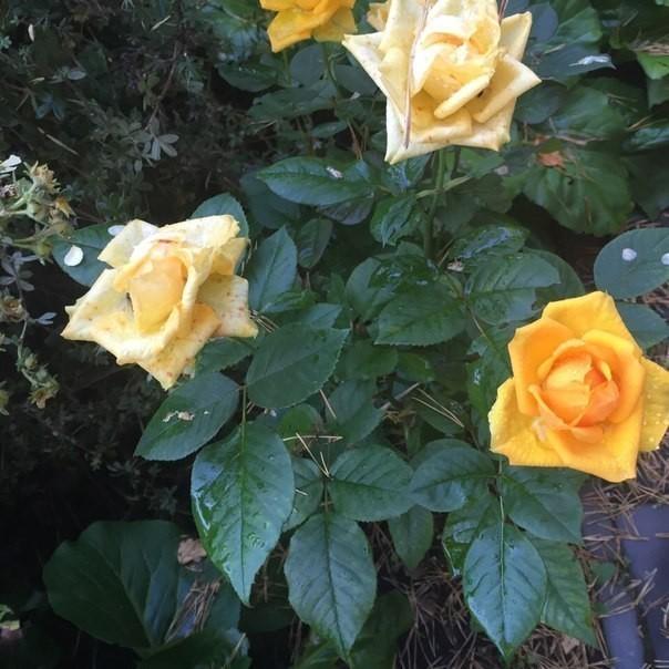 Цветы любви