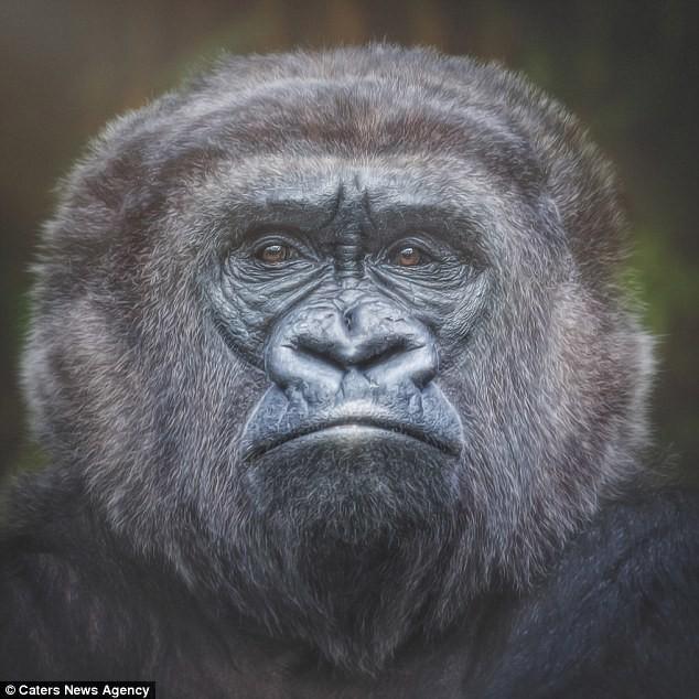 Несчастный Обезьян.