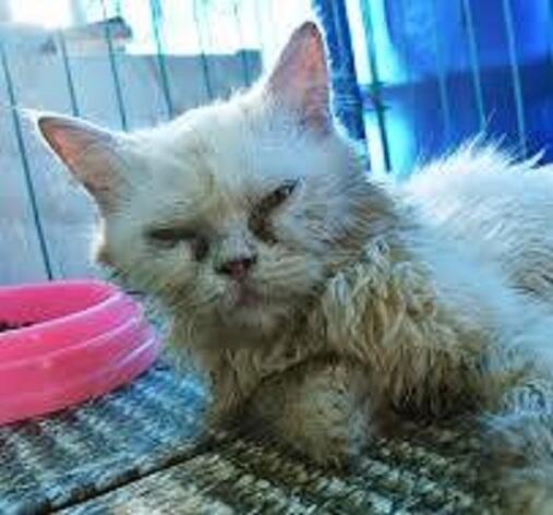 ШЕЛУДИВЫЙ КОТ