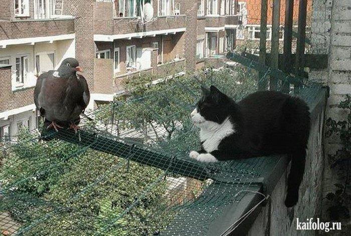 Упоение  Дурака