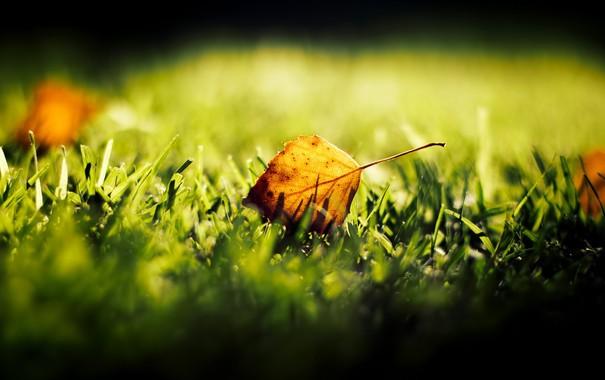 Листик и травка