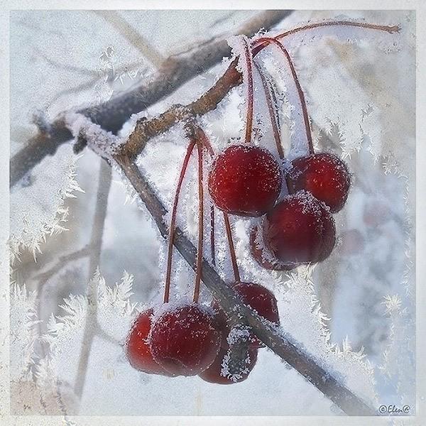 УХОДИШЬ ТЫ ТУДА, ГДЕ ВИШНИ