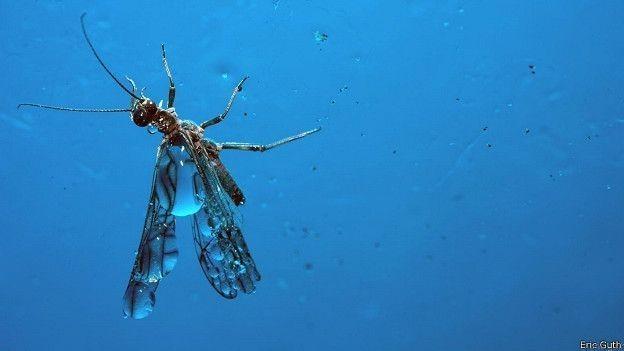 Энергия холодного экстаза