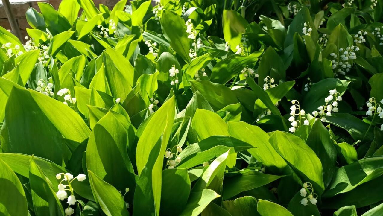 Вновь ландыши цветут в моём саду