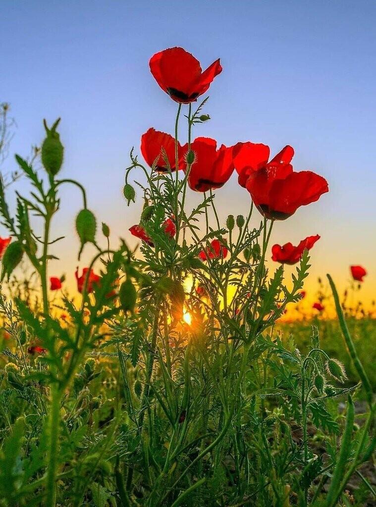 У летнего вечера 