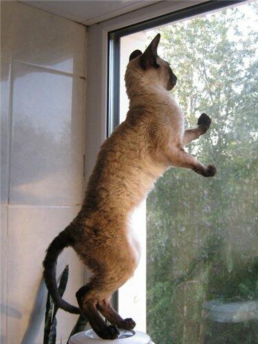 Неудачное лето кота Тиши