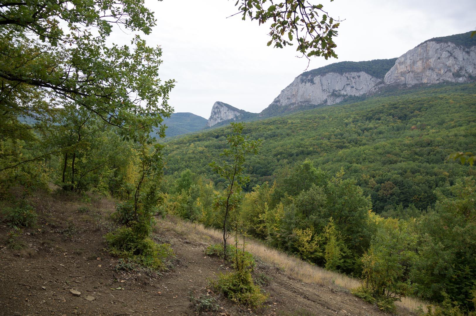 УЙДУ В ЛЕСНУЮ ТИШИНУ