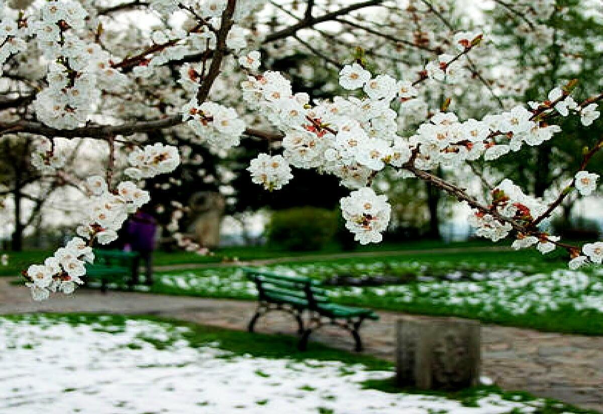 ПО ОПАВШИМ БЕЛЫМ ЛЕПЕСТКАМ