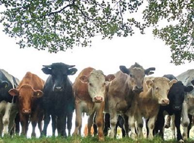 Польза от жизни как от коровы