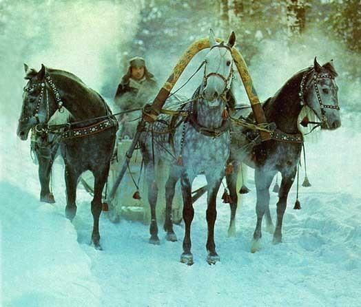 Где то море и песок, пальмы и павлины