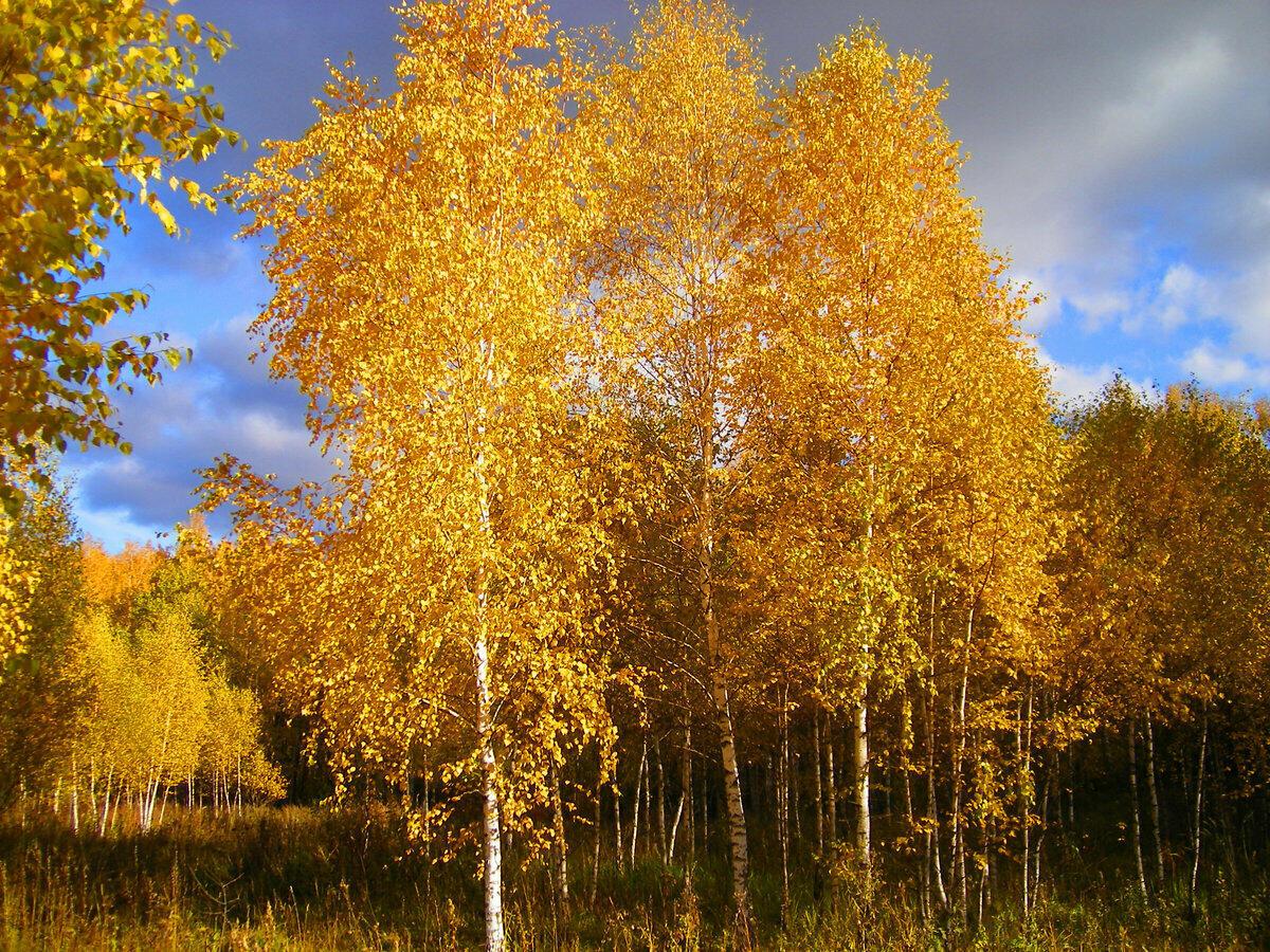 Я СНОВА... АБЕЦЕДАРИЙ