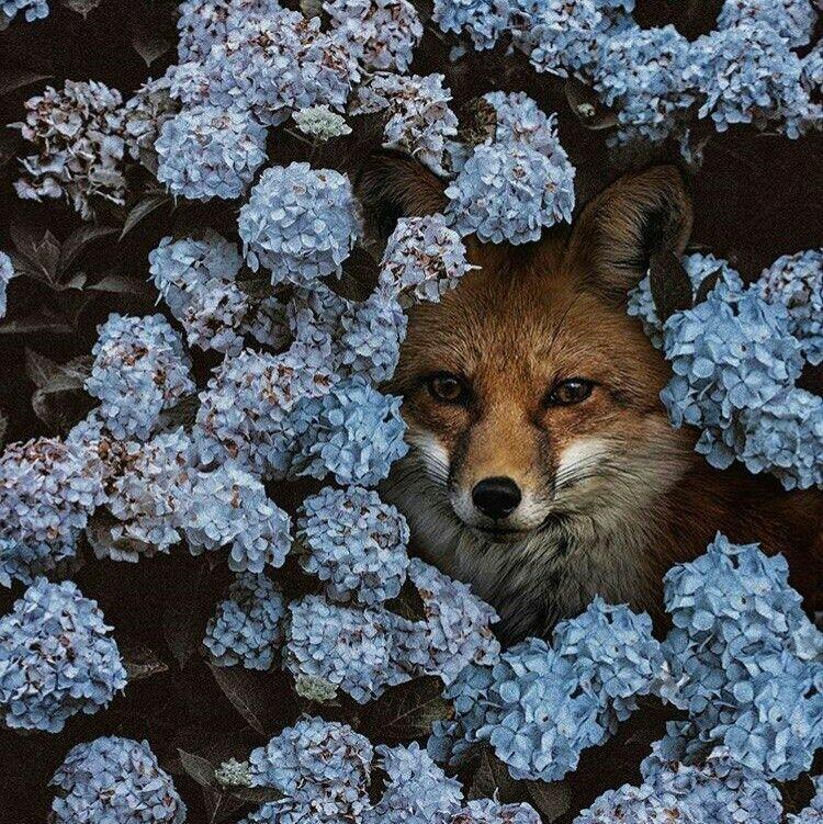 Grin of a fox