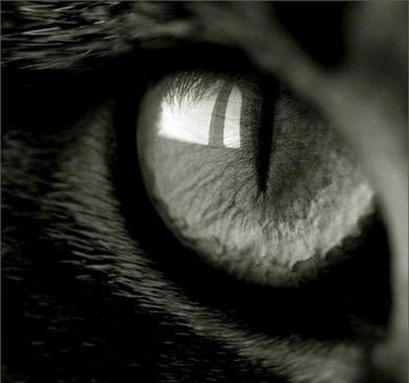 есть ли душа у животных?