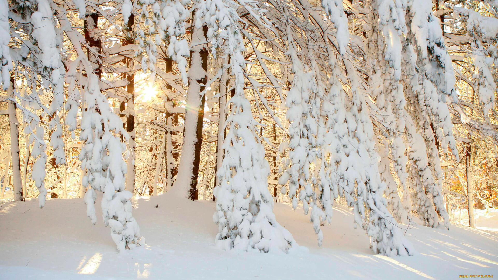 РОДНЕЙ ЛЮБВИ И ДРУЖБЫ НЕТ - (акро)